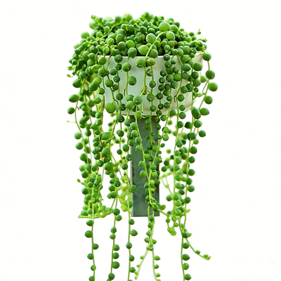 垂吊植物佛珠多肉室内非常容易