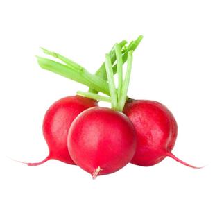 绯红巨人樱桃萝卜种子浓郁酥脆温和多汁传家宝室内阳台四季盆栽