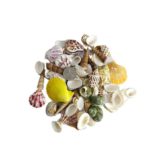 天然贝壳海螺立体贝壳花片配件diy手工配饰儿童手工制作材料