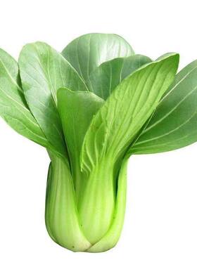 上海抗热605耐热上海青小油菜青梗菜夏季耐高温新鲜蔬菜
