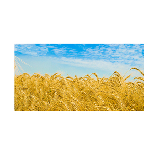 经科JK画框投影幕布无边框HB-W2高增益金属打孔透声幕100/120/150寸16比9/10/4:3家用卧室挂装4K高清投影仪布