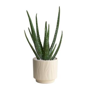 库拉索芦荟盆栽室内净化空气绿植多肉植物办公桌仙人掌盆景好养活