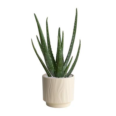 库拉索芦荟盆栽室内桌面多肉绿植