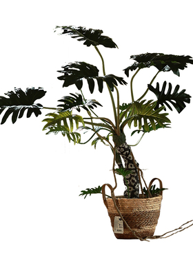 仿真绿植高级感龙鳞天使
