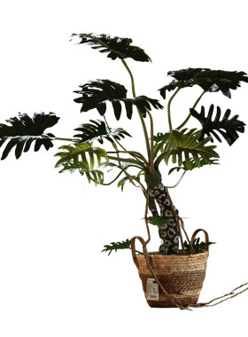 仿真绿植高级感龙鳞天使