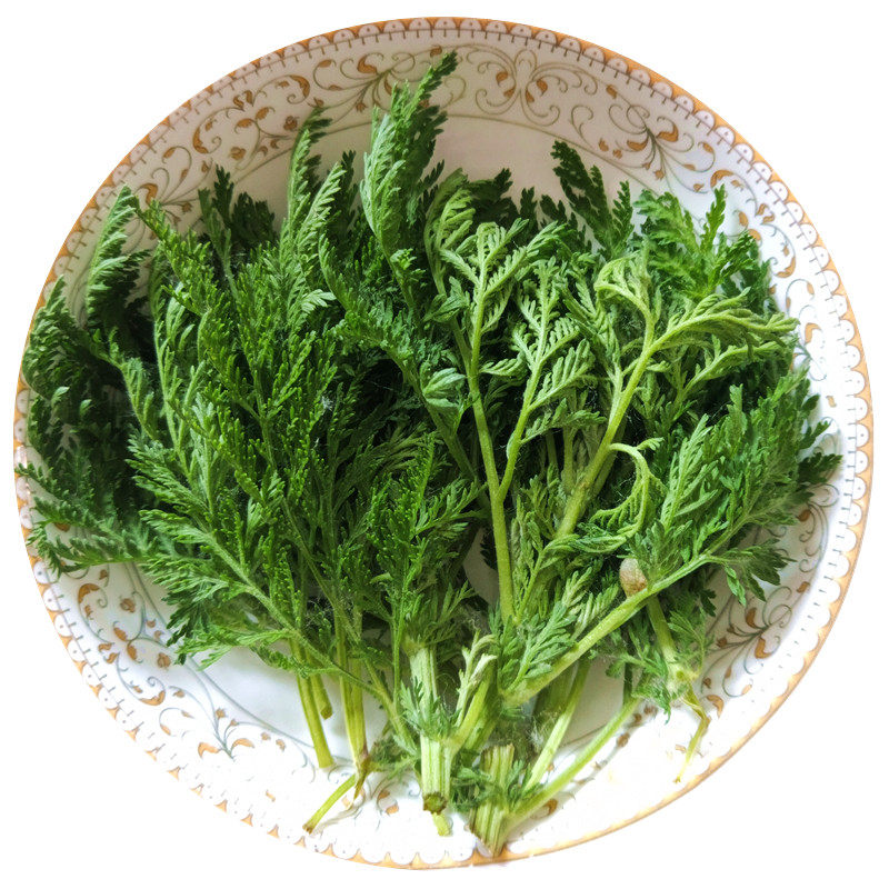 新鲜野生臭蒿子中药材