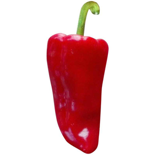 魔鬼辣椒种子印度鬼椒超辣的辣椒品种阳台庭院盆栽蔬菜籽四季种植