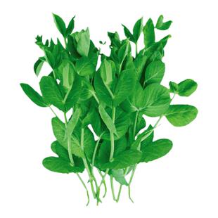 无须豌豆苗种子豌豆种籽尖芽苗菜孑豌豆种子专吃碗豆种苗种吃苗
