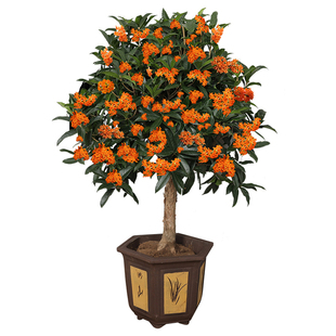 桂花树苗大树老桩盆栽四季桂室内阳台正宗金桂丹桂带花苞绿植嫁接