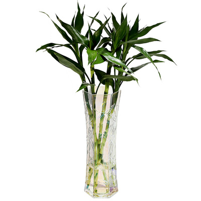 花瓶玻璃特大号落地居家富贵竹