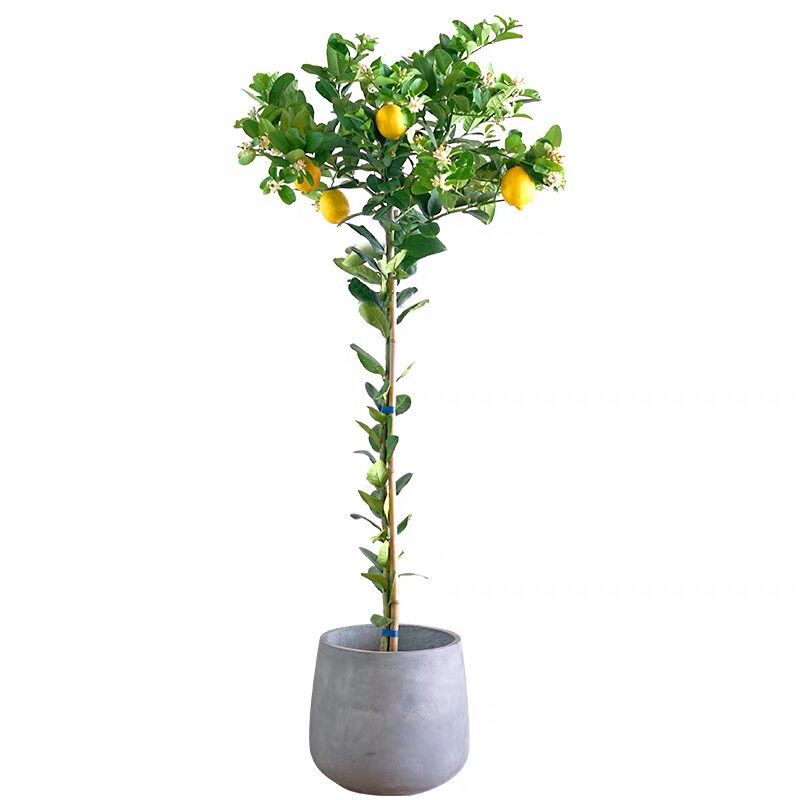香水柠檬树盆栽室内客厅大型绿植柠檬植物尤力克高杆台湾柠檬青柠