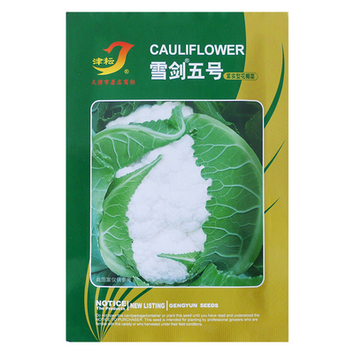 紧花不用覆盖花菜种子夏季秋季