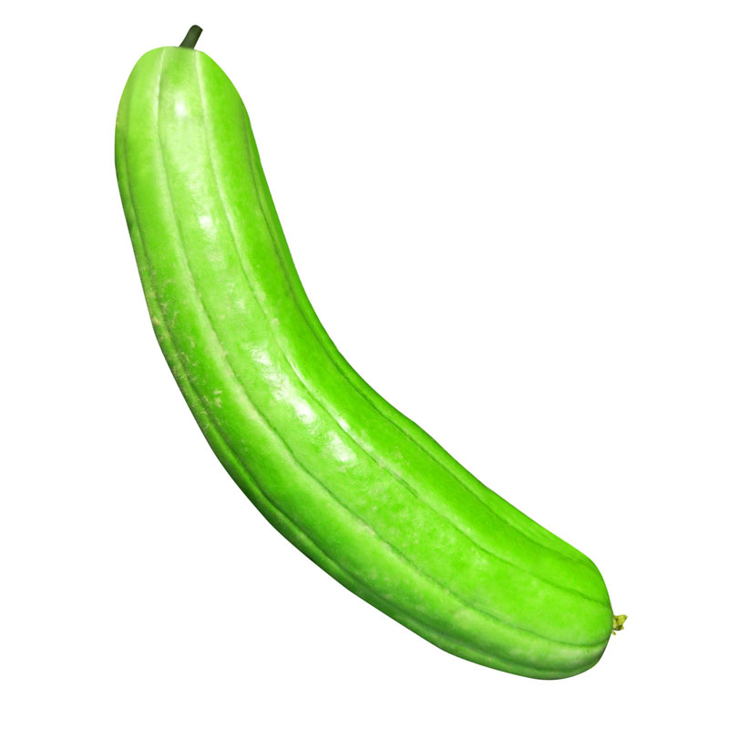 青皮脆瓜中华菜瓜种子绿皮白瓤甜种四季早熟水果庭院盆栽蔬菜种孑