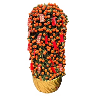 金桔树盆栽带果客厅绿植室内大型植物桔子橘子树苗花卉年桔桔树