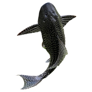 鱼缸清洁工鱼清道夫观赏热带淡水冷水专吃屎垃圾粪便清理藻类残饵