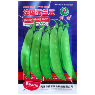 荷兰豆种籽种子豌豆苗四季甜蔬菜豌豆种籽孑籽种莱蚕豆菜籽尖碗豆
