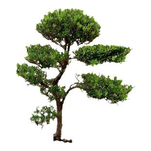 罗汉松树苗盆景小叶雀舌树桩庭院造型树盆栽迎客松名贵松树绿植物