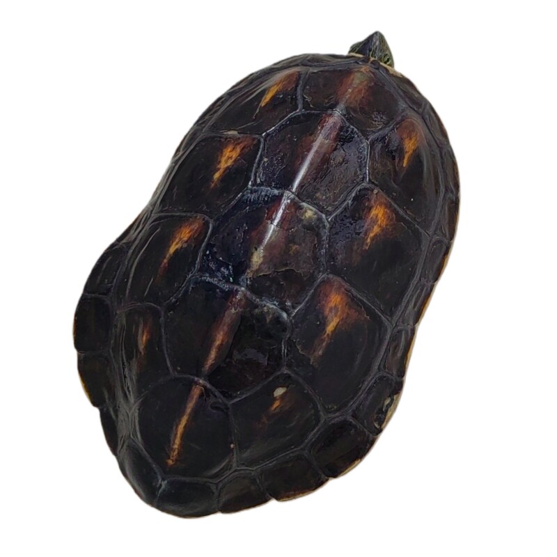 乌龟活物中华草龟淡水龟