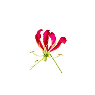 嘉兰 闪闪 火焰百合种球花期长多年生攀援藤本荷兰进口球根花卉