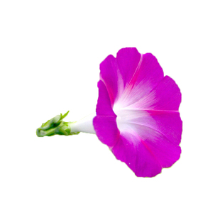 观花种子-矮牵牛花牵牛花种子盆栽多色彩星混色盆栽花卉种子混色