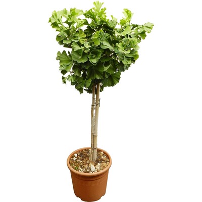 金叶银杏树苗白果活苗庭院别墅绿化苗木行道树银杏大树种植小苗