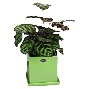 北京奇特观叶桌摆盆栽孔雀猫眼茱萸吸甲醛防辐射植物专车送货上门