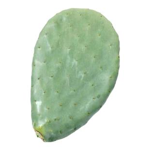 米邦塔可食用仙人掌种植药用美容盆栽外敷吃的仙人掌苗植物仙人球