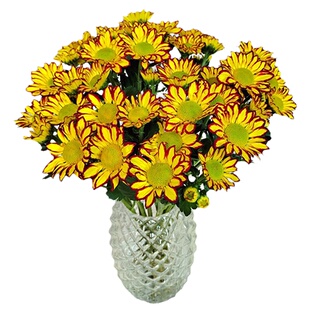 小雏菊鲜花花束云南直发水培植物插花花期长菊花玛格丽特鲜切花