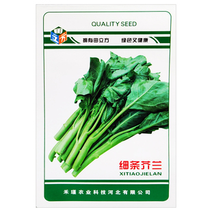 芥兰菜种籽芥蓝菜籽广东芥兰种籽芥蓝头菜心种孑鸡腿芥兰菜心种孑