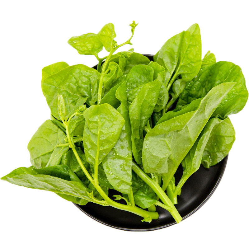 木耳菜新鲜现摘四川软浆叶豆腐菜特产农家自种时令蔬菜软江叶当季