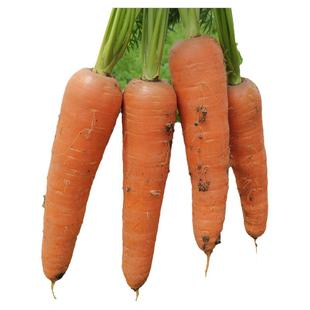 禾之元胡萝卜种子红水果萝卜四季秋冬蔬菜种籽大全胡萝卜种孑种籽