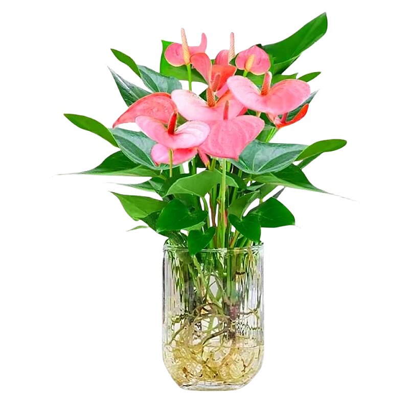 粉掌水培植物室内好养红掌盆栽带花四季开花鲜花一帆风顺花卉绿植