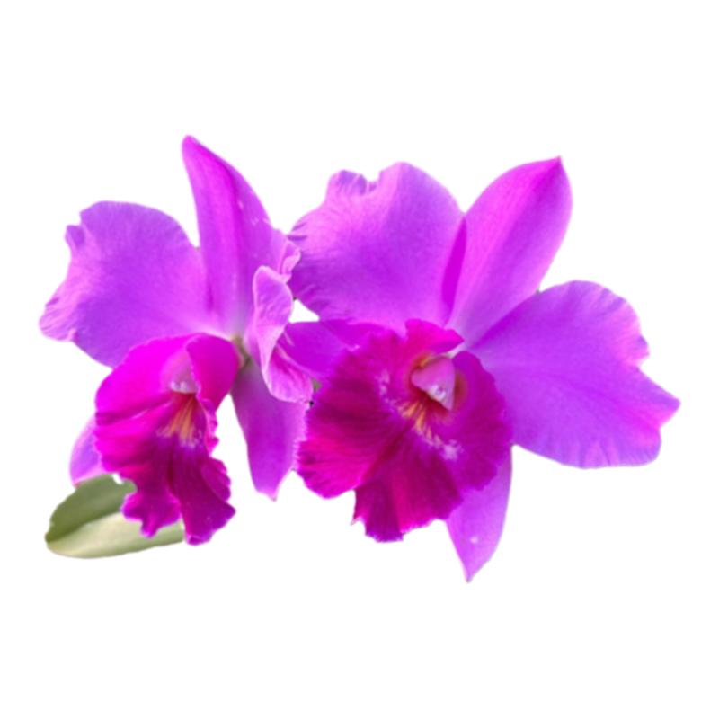绿缘兰花[甜蜜蜜]大花卡特兰紫红色带香味室内桌面花