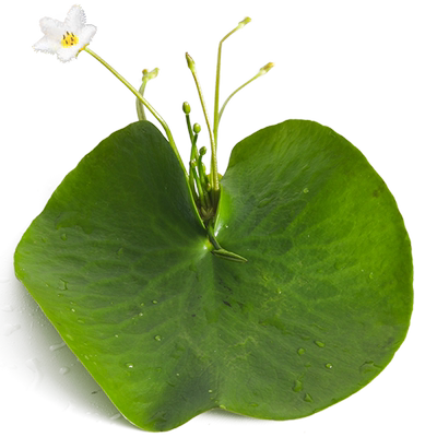 水草活体植物四季浮性no3微景观