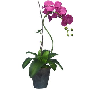 蝴蝶兰仿真花高端兰花假花盆栽客厅餐桌现代花瓶插花装饰花艺