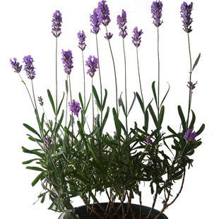 薰衣草苗薰衣草花苗伊犁薰衣草盆栽香草花卉狭叶薰衣草苗新疆伊犁