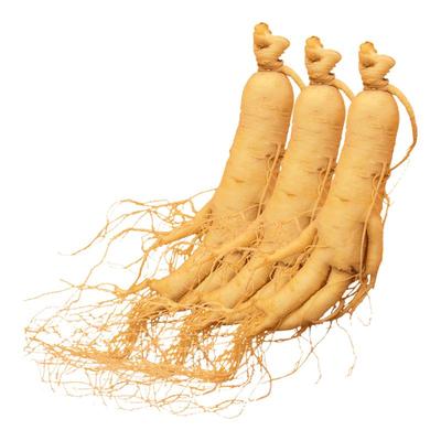 长白山人参保鲜参酒浸鲜参