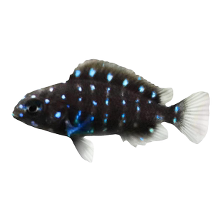 珍珠蝴蝶鱼三湖慈鲷坦鲷蓝面黑白蝴蝶慈鲷鱼类坦湖观赏热带鱼包邮