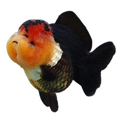 精品玛丽泰狮金鱼黑白三色熊猫淡水冷水耐活鱼苗观赏鱼短尾F1将军