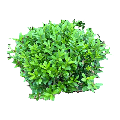 雀舌黄杨树苗客厅黄杨造型盆景