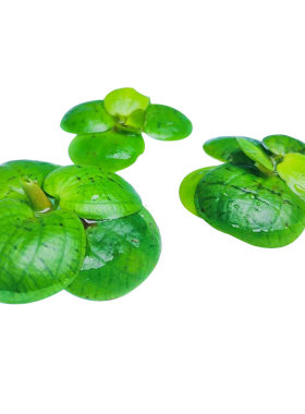 浮萍水草植物鱼草缸圆心萍一叶莲