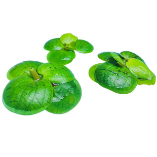 浮萍水草植物鱼草缸水莲花养龟水生水上一叶莲小叶芝麻槐叶圆心萍