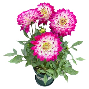 新款重瓣小丽花盆栽大花型花卉多年生春天开花室内阳台庭院高档花