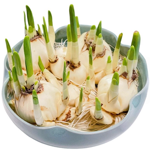 漳州水仙花大种球盆栽水养水培植物室内四季开花卉洋水仙花苗种子