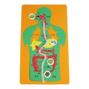 幼儿园科学区材料 EVA人体消化系统内脏拼图 DIY科技小制作小学生