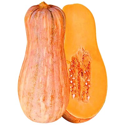 贝贝小南瓜板栗蜜本种子