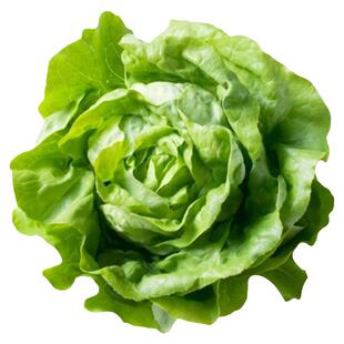 奶油生菜籽种大全种籽子四季小白菜阳台盆栽3月份种的蔬菜苗秧