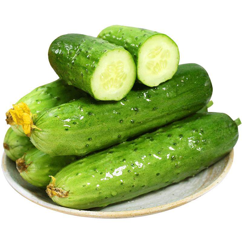 山东新鲜旱黄瓜生吃当季蔬果