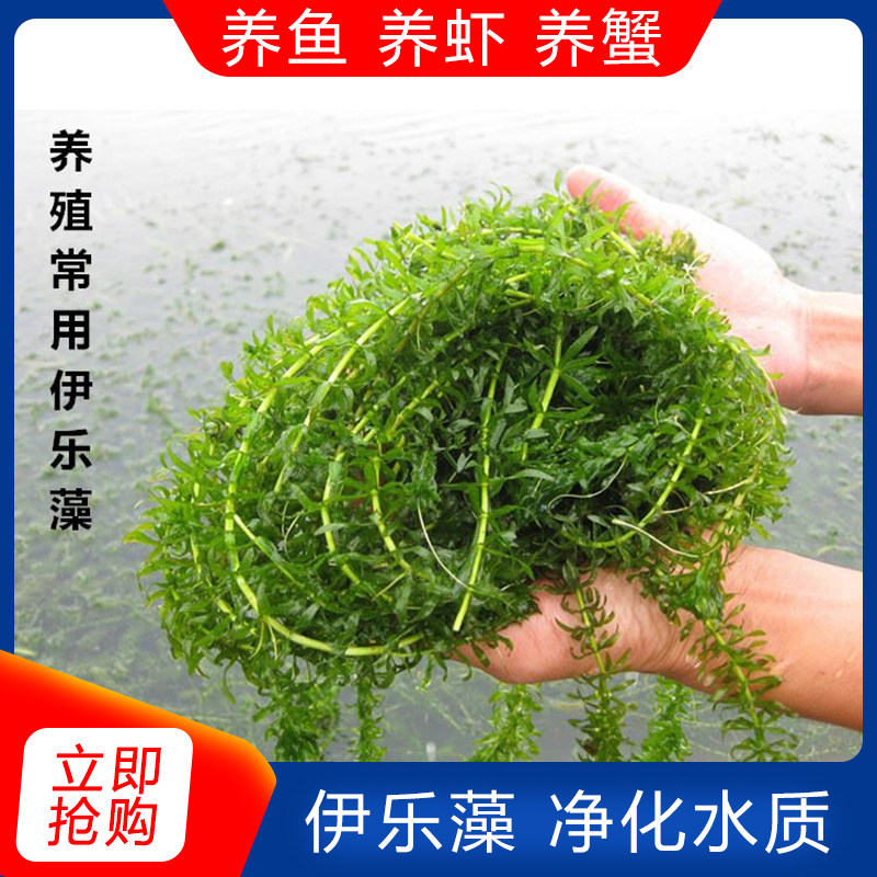 伊乐藻吃不败水草小龙虾养殖专用吃的草鱼塘水池淡水净化水质植物