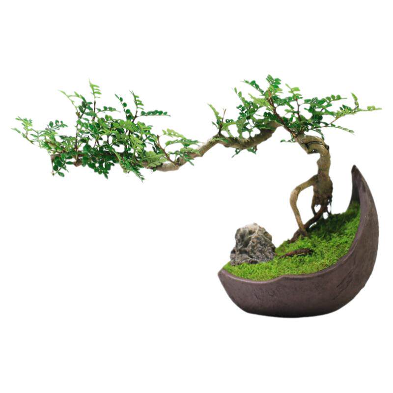 造型绿植盆景旺宅植物清香